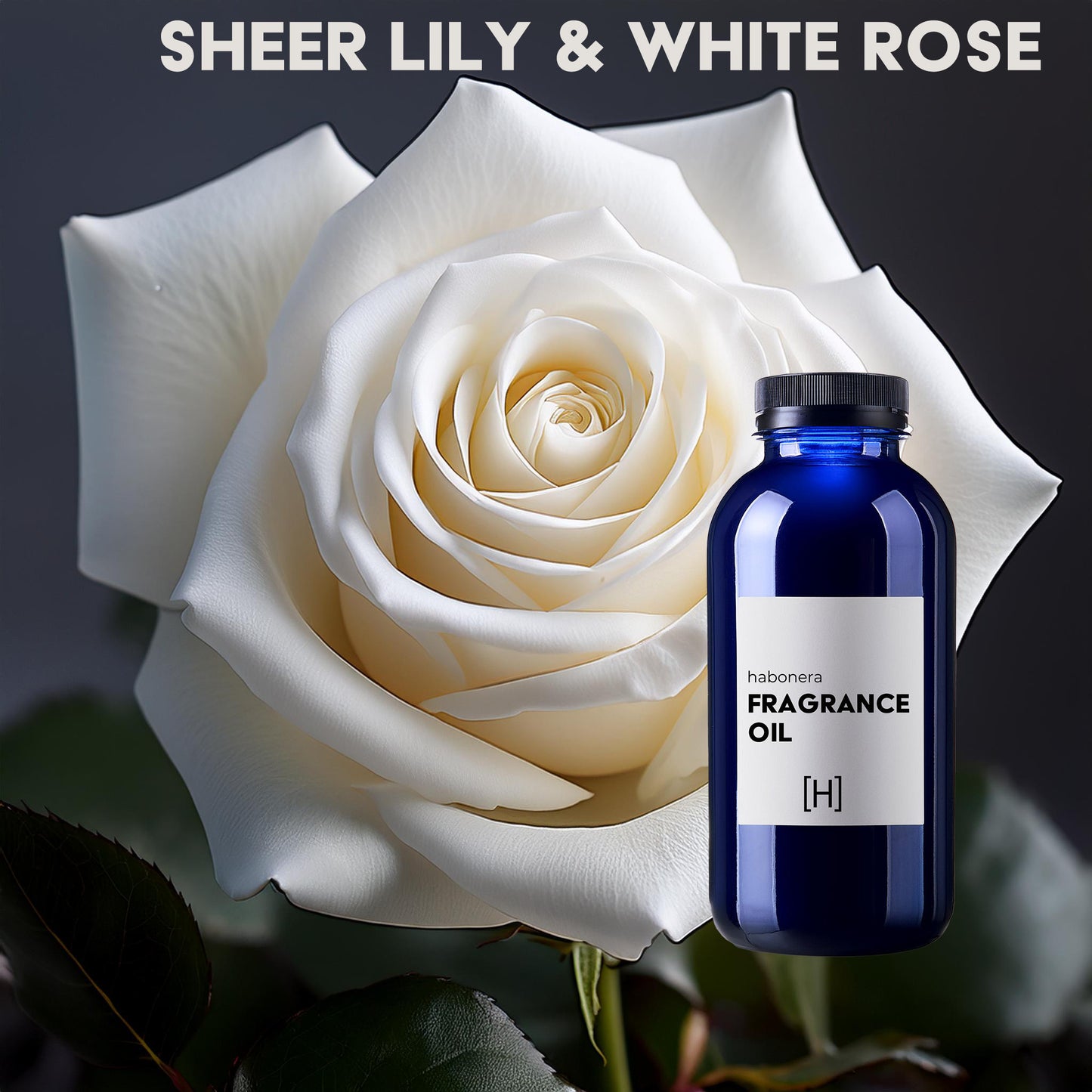 Sheer Lily &  White Rose
