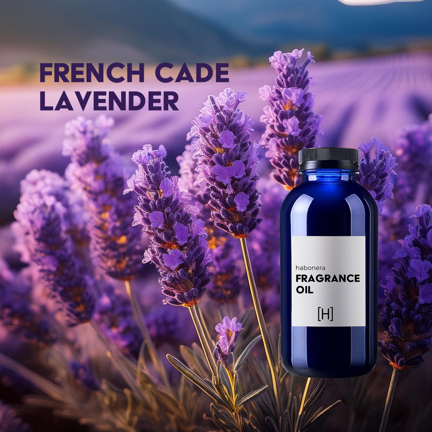 French Cade Lavender