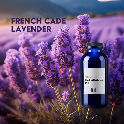 French Cade Lavender